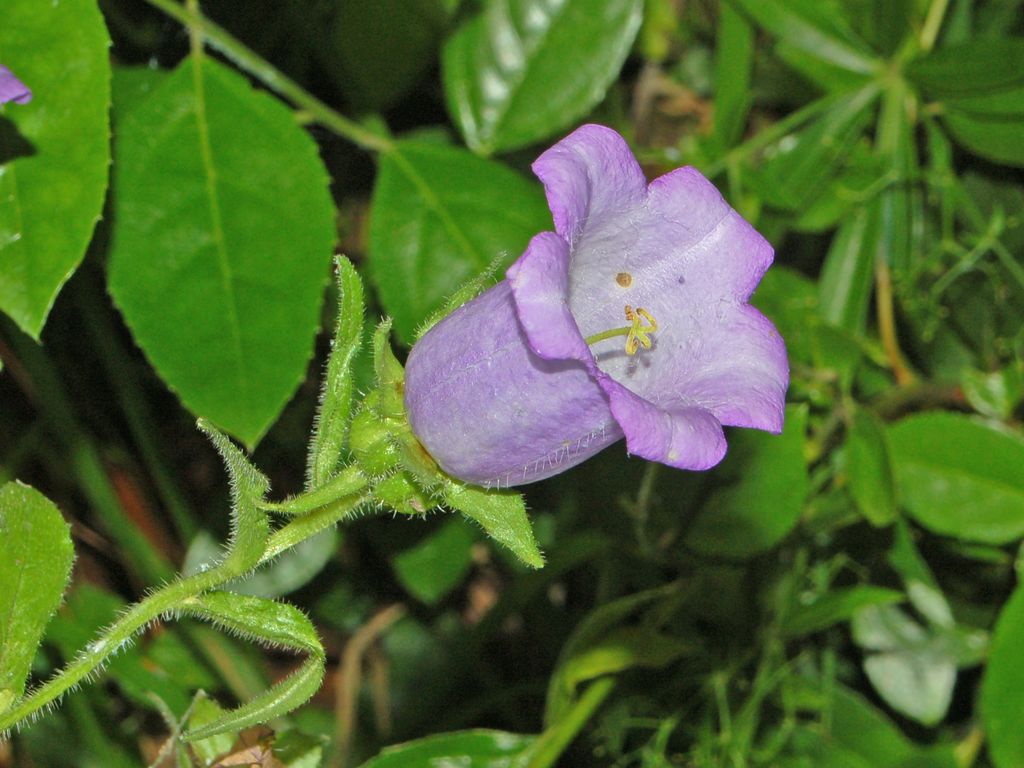 Campanula medium / Campanula toscana